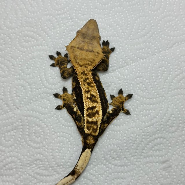 핀스트라이프 트라이 텐저린 화이트스팟 화이트포트홀