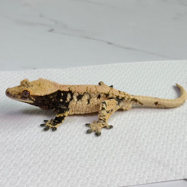 노멀 트라이 화이트 블랙