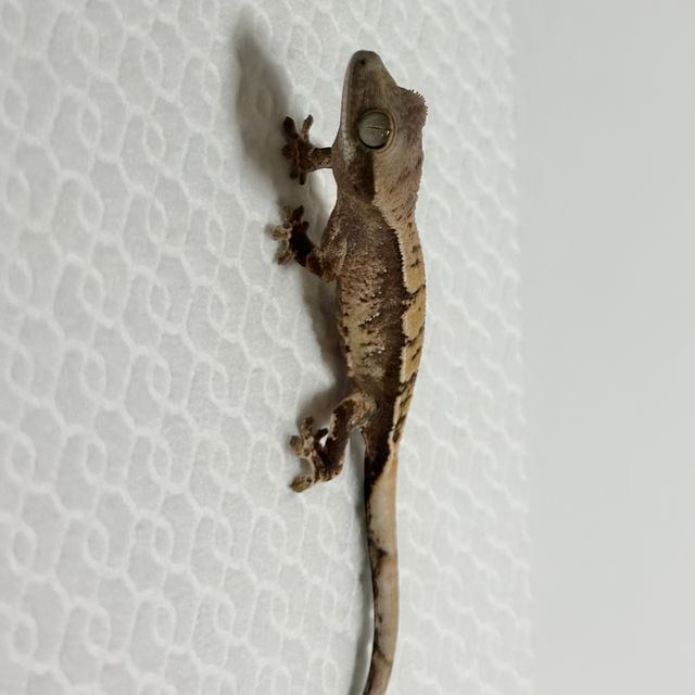 트라이 익스트림할리퀸 바브 화이트스팟 화이트포트홀 화이트핀