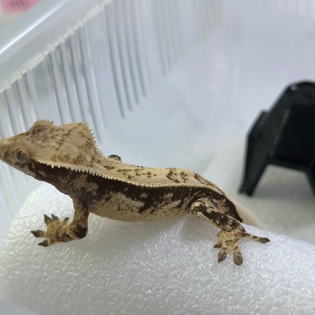 노멀 드리피 트라이 화이트스팟 화이트포트홀