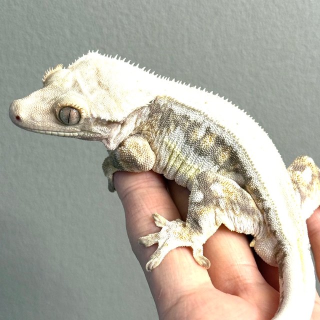 릴리화이트 100%헷아잔틱