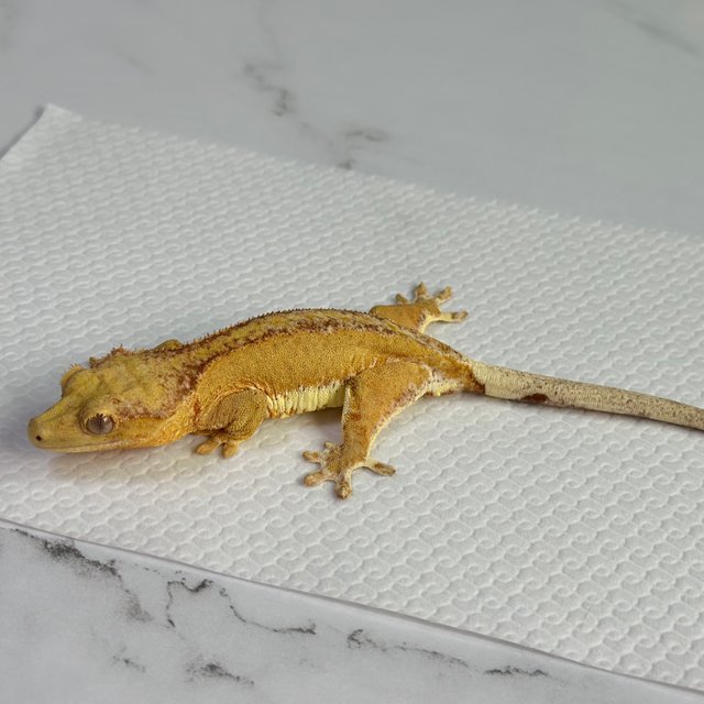 팬텀 릴리화이트 옐로우