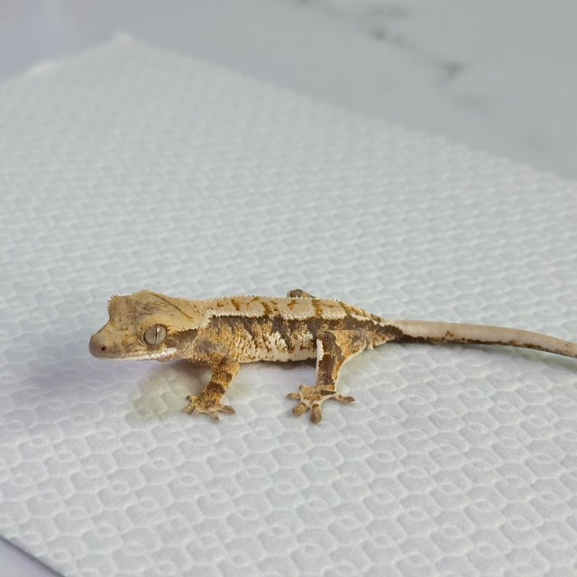 트라이 익스트림할리퀸