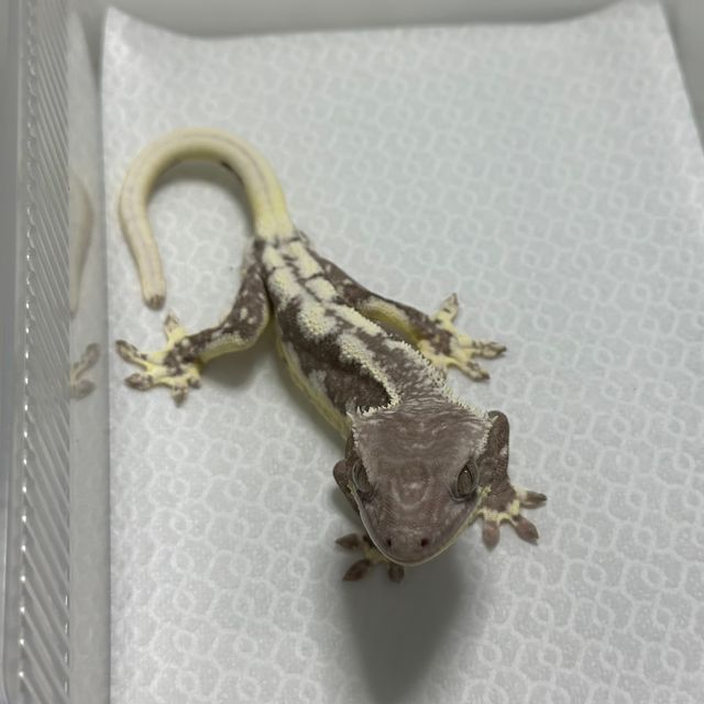 릴잔틱 아잔틱