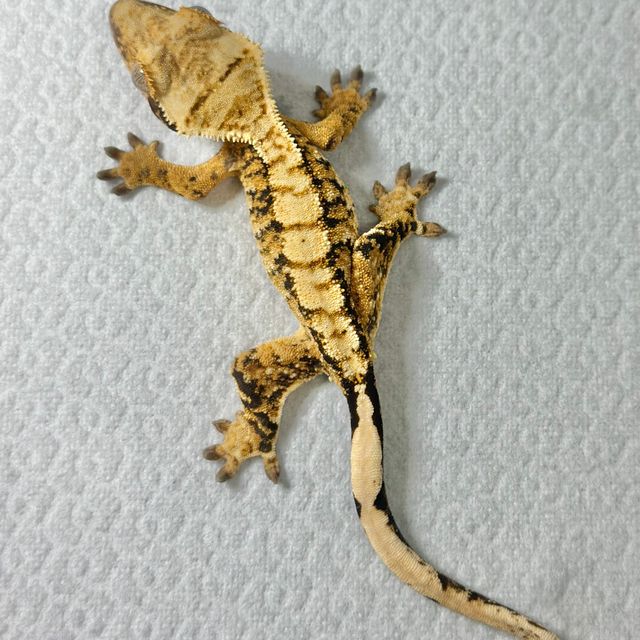 트라이 익스트림할리퀸 바브 텐저린 타이거