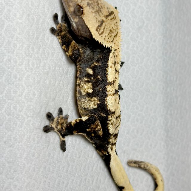 트라이 익스트림할리퀸 다크 블랙