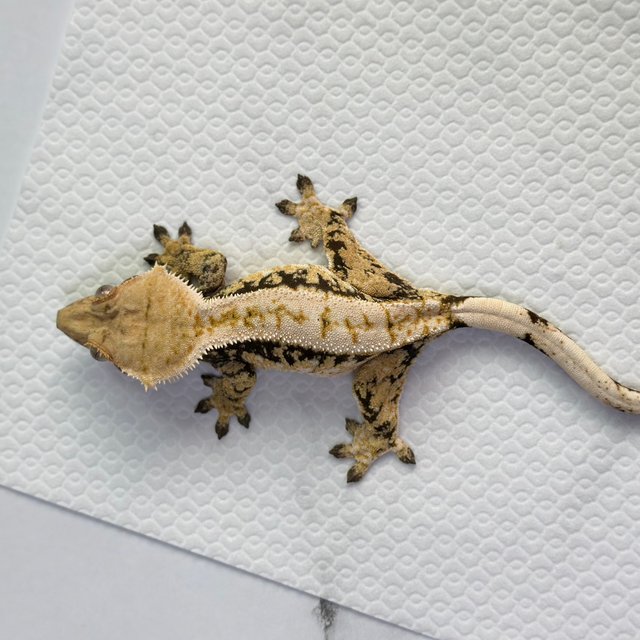 노멀 드리피 화이트스팟