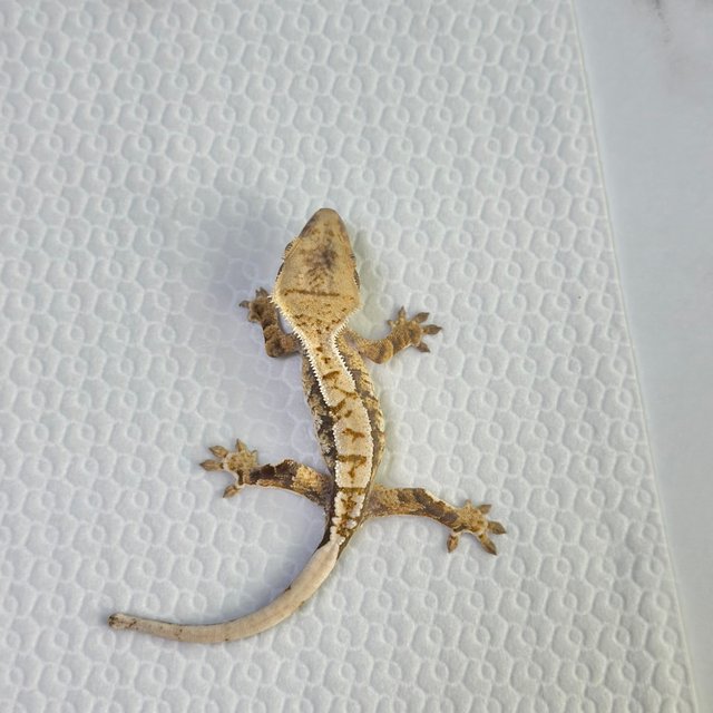 트라이 익스트림할리퀸