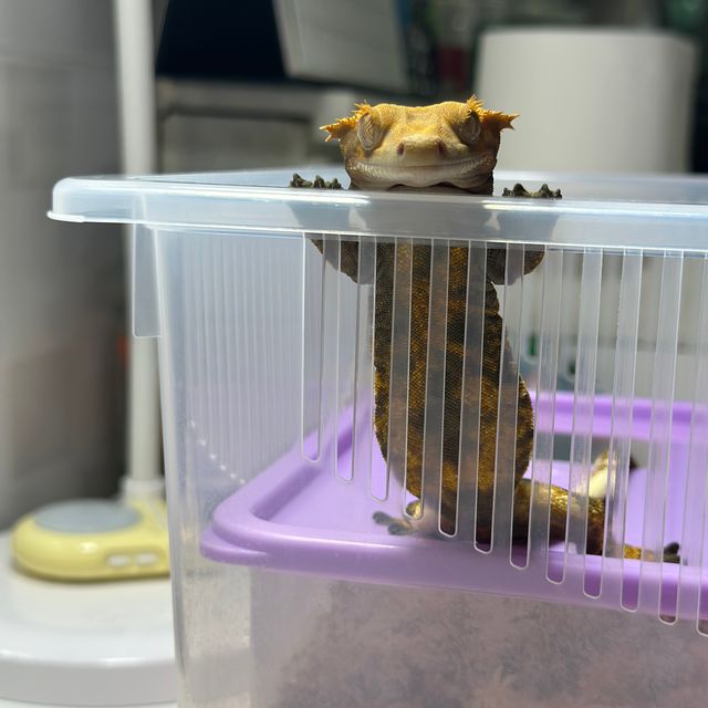핀스트라이프 트라이 텐저린