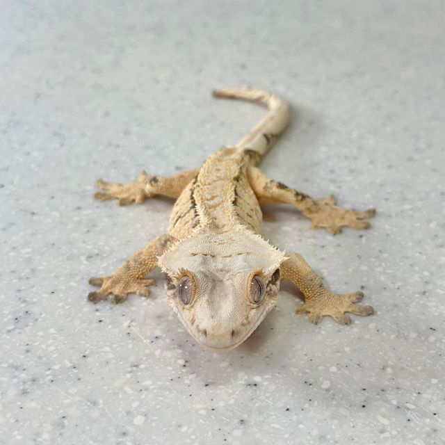 노멀 드리피 화이트스팟 트라이 크림 화이트