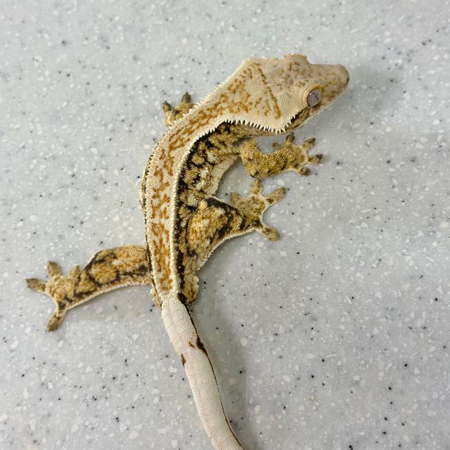 SPT 트라이 익스트림할리퀸 드리피