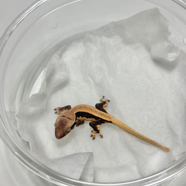 릴리화이트 솔리드백