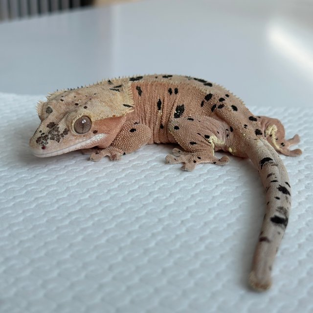 레드 슈퍼달마시안 달마시안