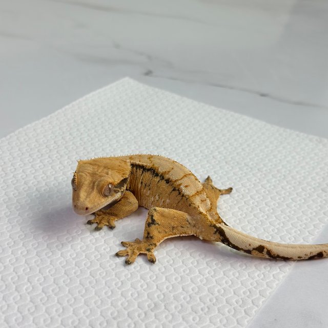 드리피 트라이 익스트림할리퀸