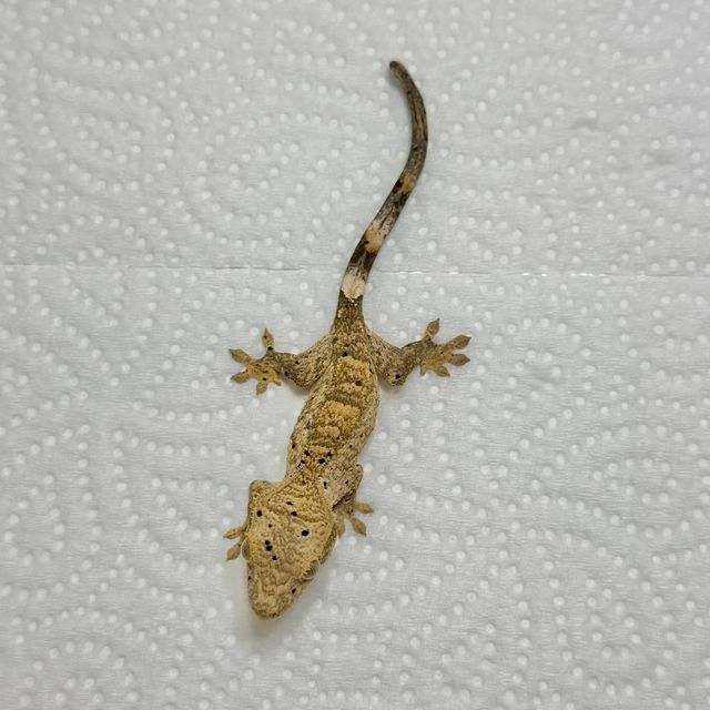 슈퍼달마시안 달마시안