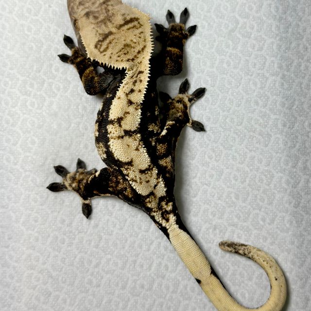 트라이 익스트림할리퀸 다크 블랙