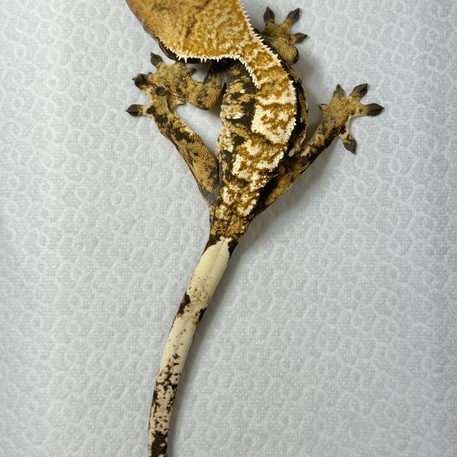 트라이 익스트림할리퀸