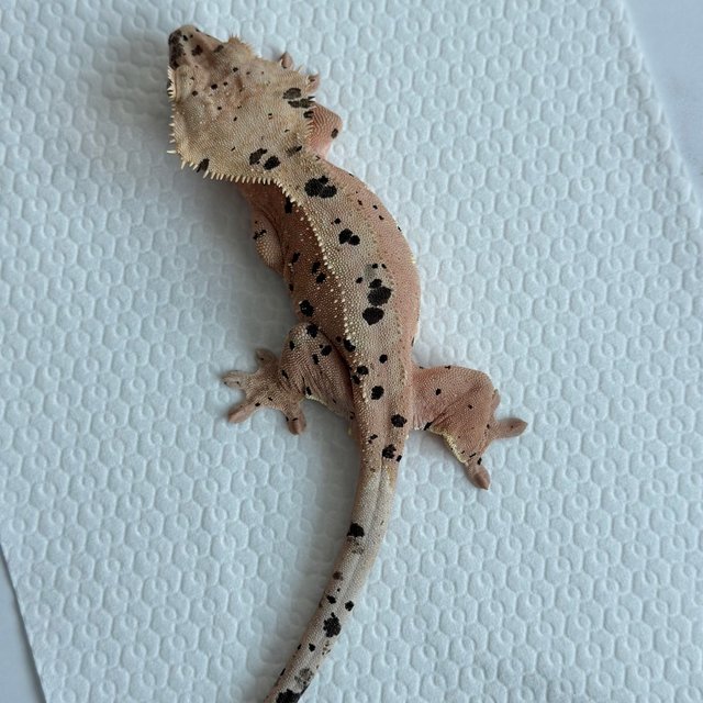 레드 슈퍼달마시안 달마시안