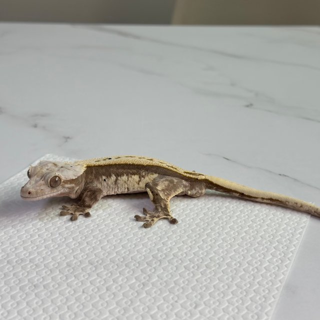 핀스트라이프 풀핀