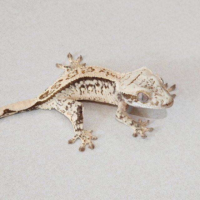 노멀 드리피 화이트스팟 트라이 화이트