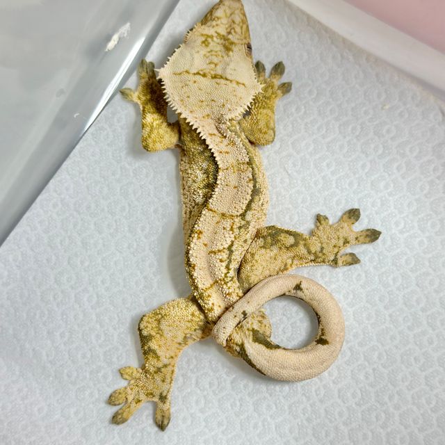 노멀 드리피 트라이 익스트림할리퀸