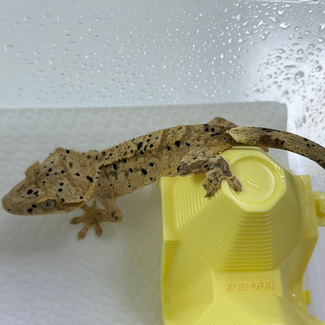 슈퍼달마시안 달마시안