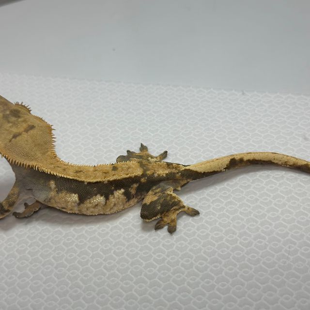 트라이 익스트림할리퀸