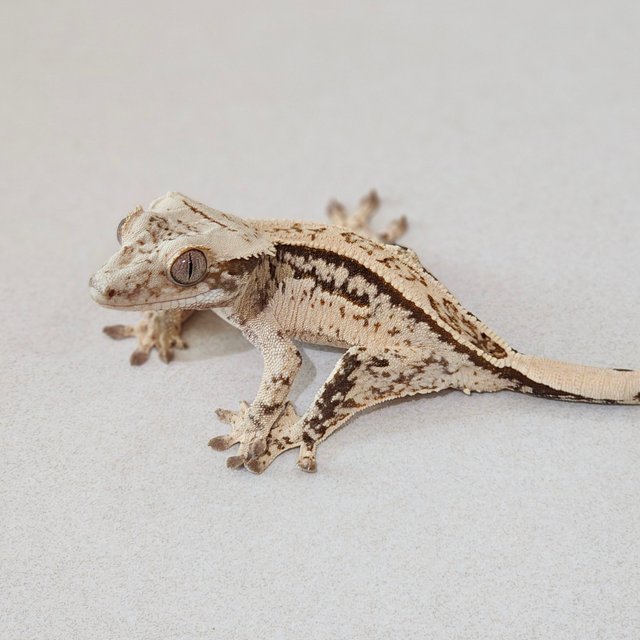 노멀 드리피 화이트스팟 트라이 화이트