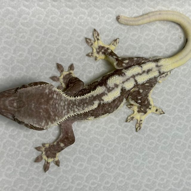 릴잔틱 아잔틱