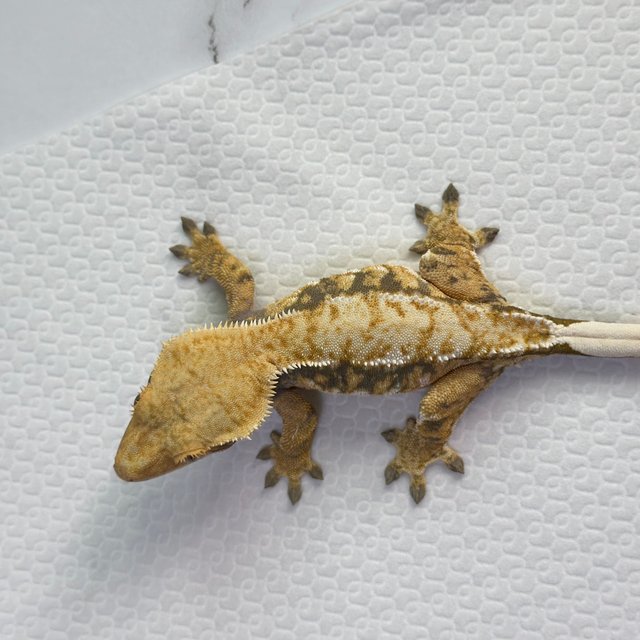 드리피 트라이 익스트림할리퀸