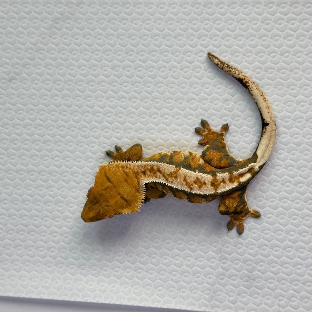 드리피 트라이 익스트림할리퀸