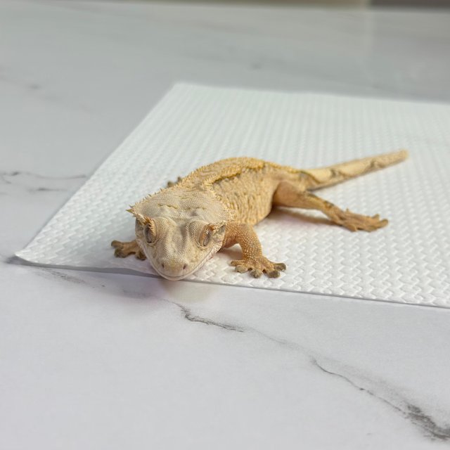 노멀 드리피 트라이 크림 화이트 옐로우