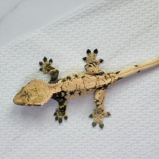 노멀 트라이 화이트 블랙