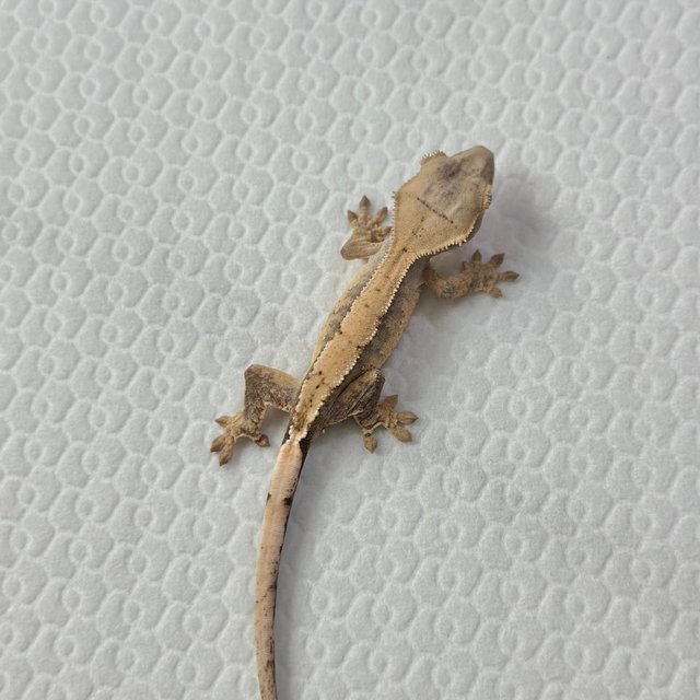 트라이 익스트림할리퀸