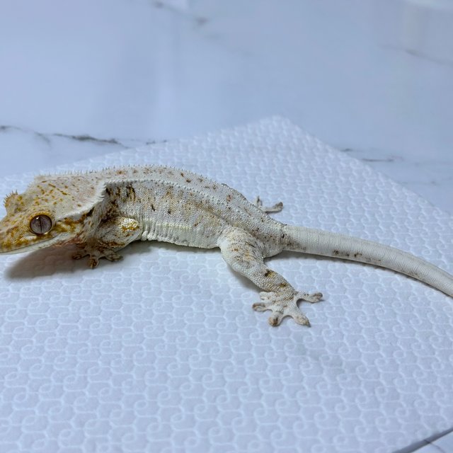 트라이 릴리화이트