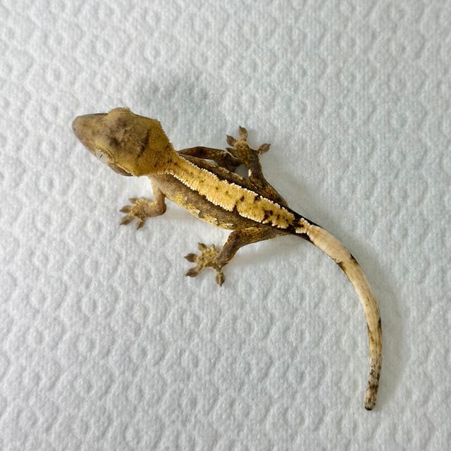 트라이 익스트림할리퀸 바브