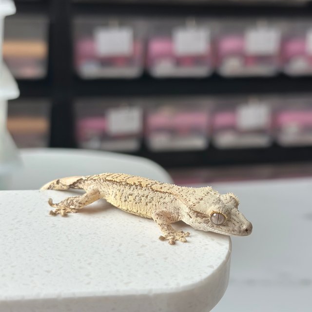 노멀 드리피 트라이 크림 화이트 옐로우