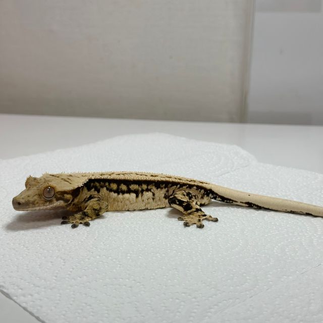 드리피 트라이 익스트림할리퀸 젠젝스