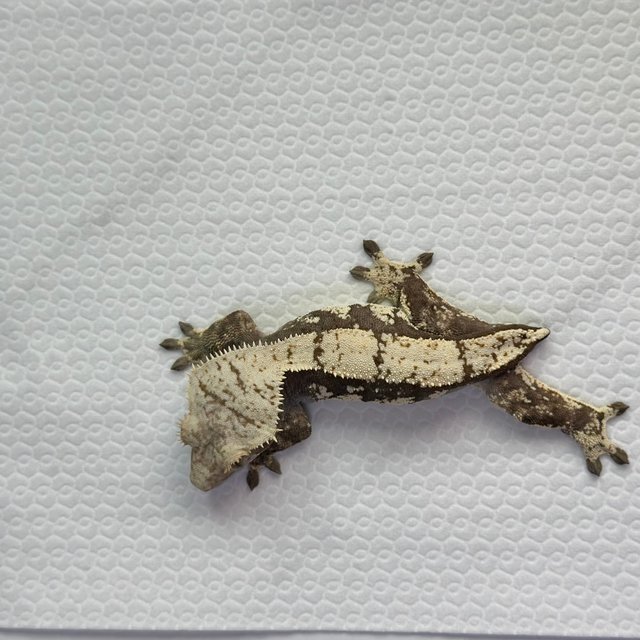 노멀 드리피 트라이 블랙 화이트