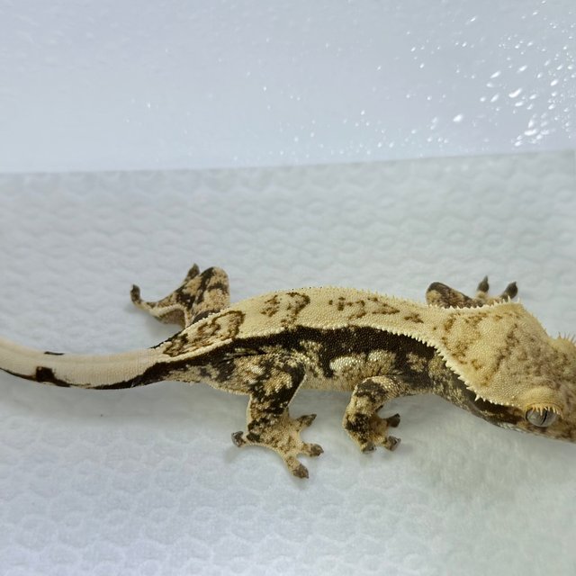 노멀 드리피 트라이 화이트스팟 화이트포트홀