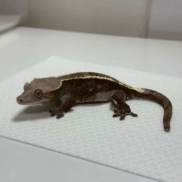 챠콜 다크 블랙 카푸치노