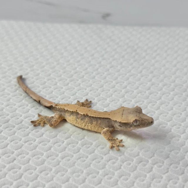 트라이 익스트림할리퀸