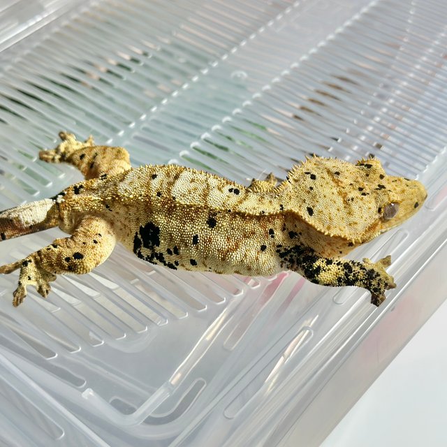 슈퍼달마시안 달마시안