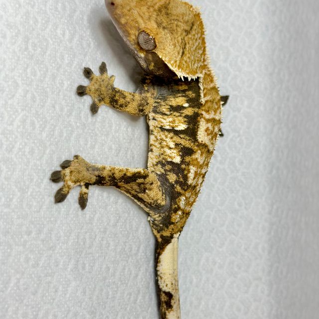 트라이 익스트림할리퀸