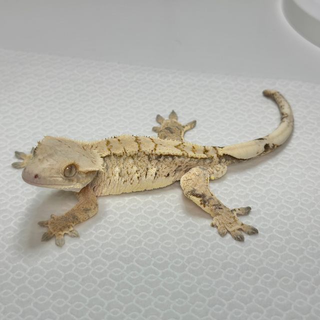 드리피 트라이 익스트림할리퀸 크림 바브