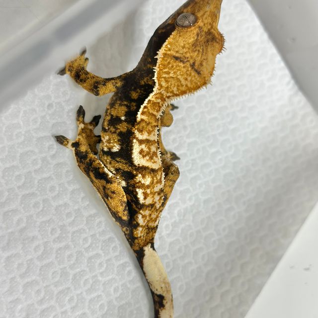 트라이 익스트림할리퀸