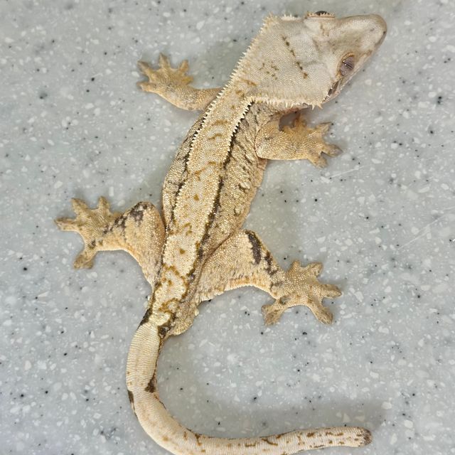 노멀 드리피 화이트스팟 트라이 크림 화이트