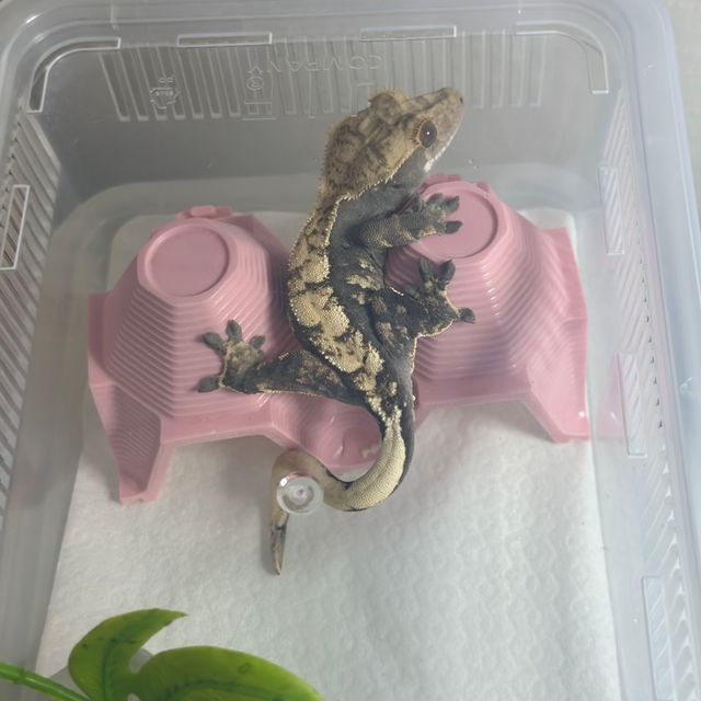 트라이 익스트림할리퀸