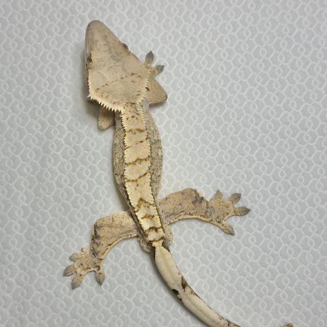 드리피 트라이 익스트림할리퀸 크림 바브