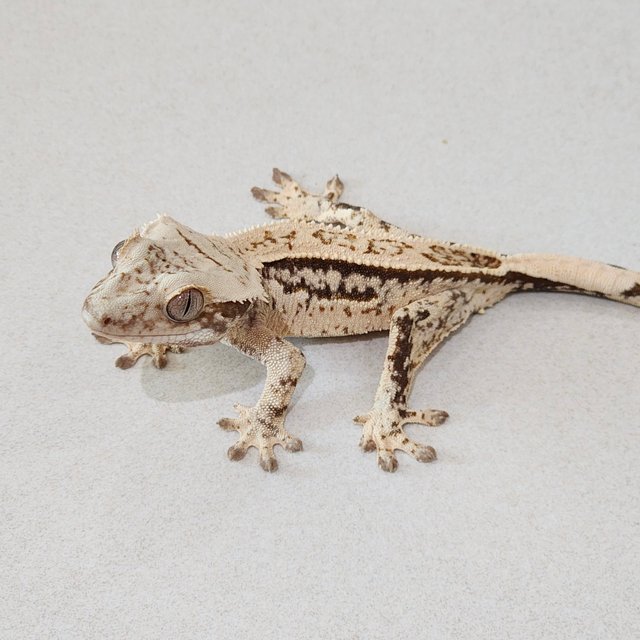 노멀 드리피 화이트스팟 트라이 화이트